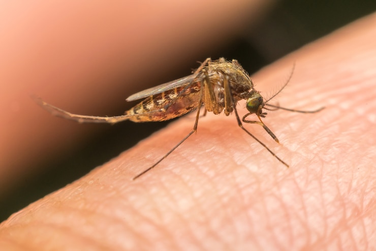 Foto macro di zanzara (aedes aegypti) succhiare il sangue da vicino sulla pelle umana