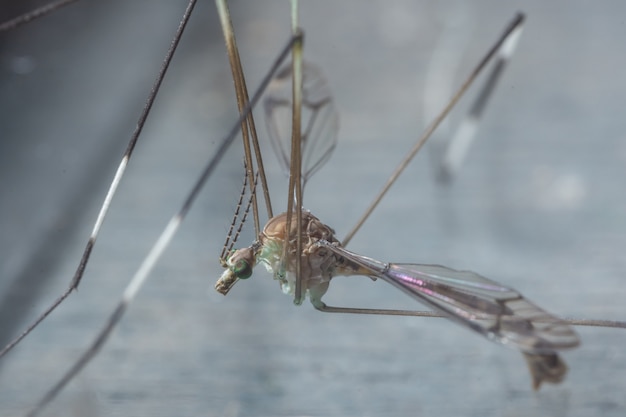 Macro di zanzara su foglia