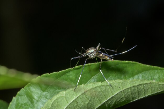 Macro di zanzara su foglia