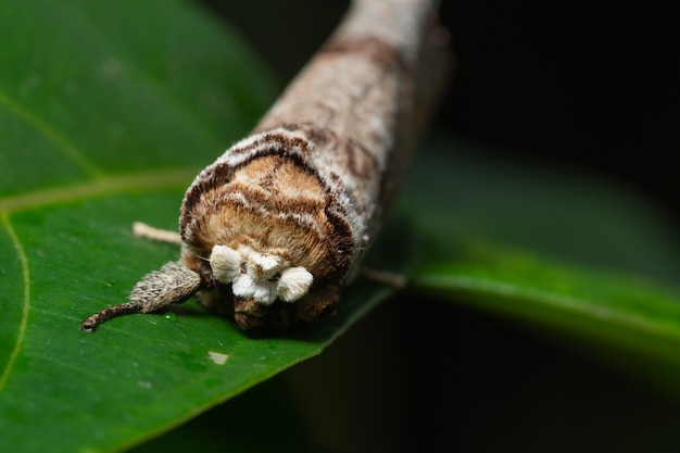 Macro farfalla sulla foglia