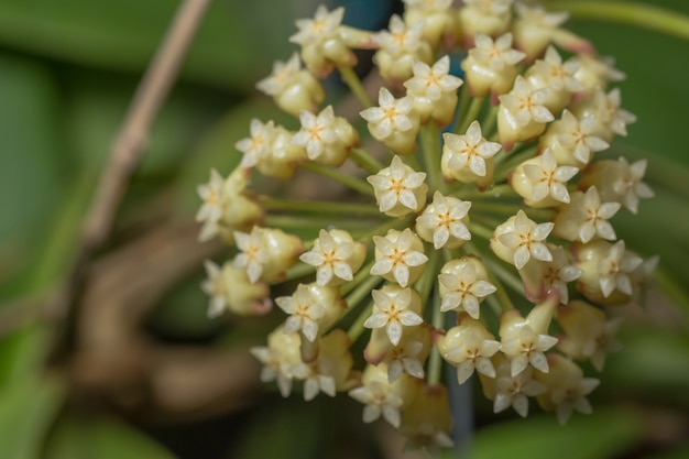 Macro fiore bianco Hoya