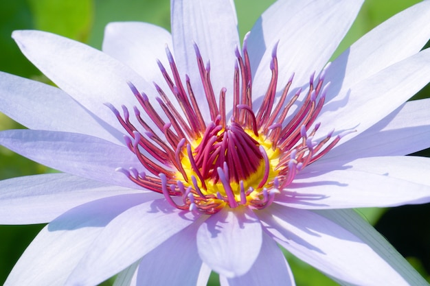 Macro fiore di loto viola o Nymphaea nuchal.