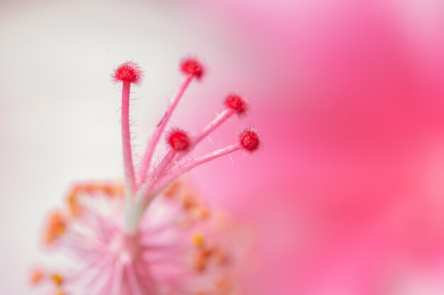 Macro fiore di sfondo rosa