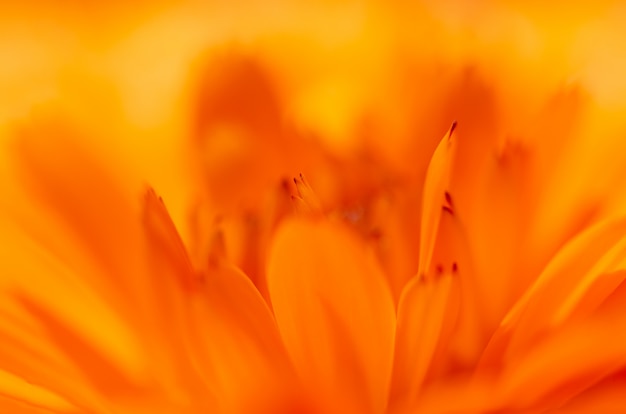 Macro fiore Dianthus