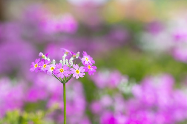 Macro fiore Dianthus