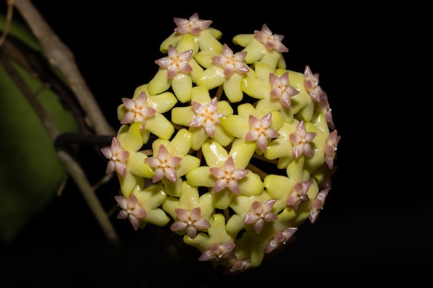 Macro fiore giallo Hoya