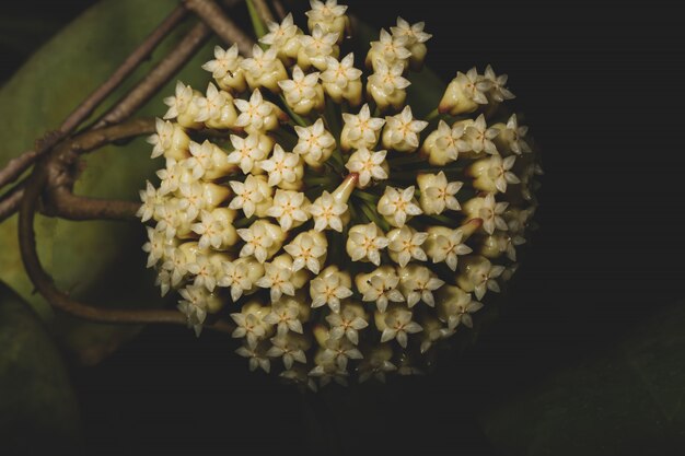 Macro fiore Hoya