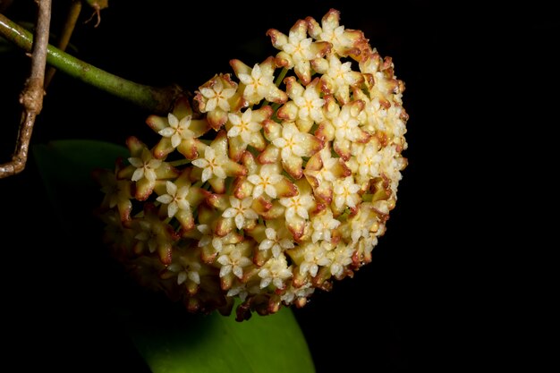 Macro fiore Hoya