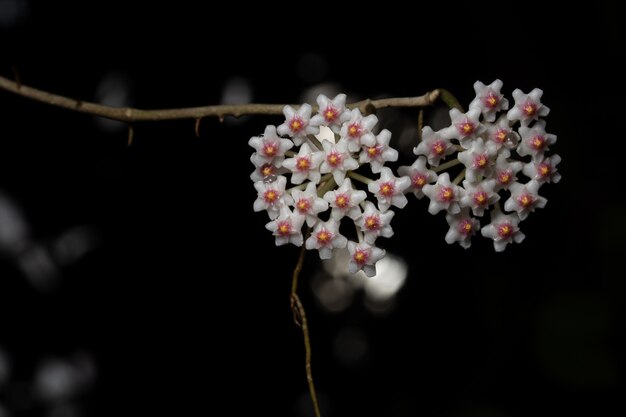 Macro fiore Hoya