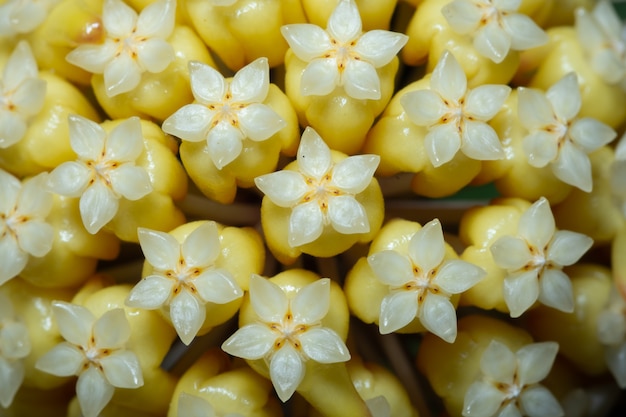 Macro fiore Hoya