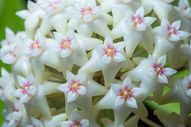 Macro fiore Hoya