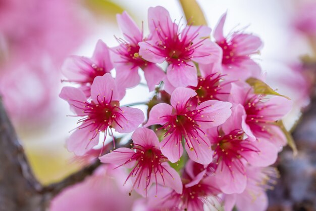 Macro fiore Prunus cerasoides
