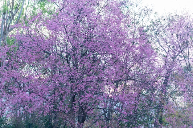 Macro fiore Prunus cerasoides