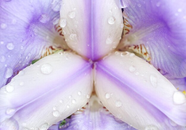 Macro fiore viola