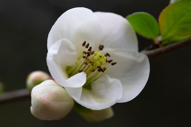 Macro fiori bianchi di mela cotogna giapponese floreale primavera sfondo fuoco selettivo