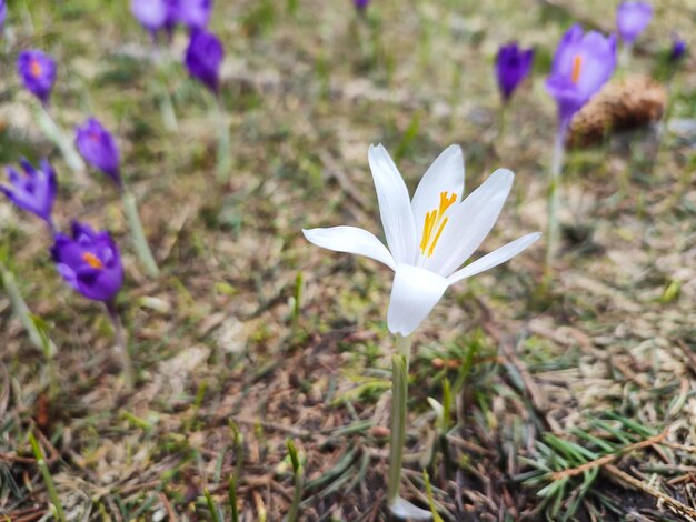 Macro fiori di croco bianco sulla montagna dei Carpazi
