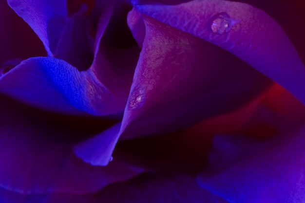 Macro floreale Primo piano dei petali di rosa al neon viola blu Bocciolo di fiore con goccioline d'acqua