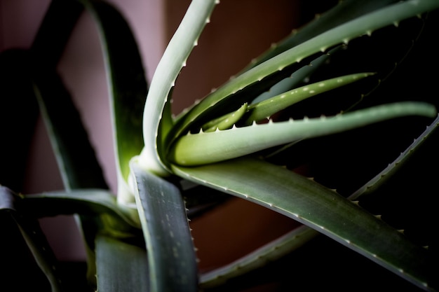 Macro foglia della pianta curativa Aloe VeraFacials