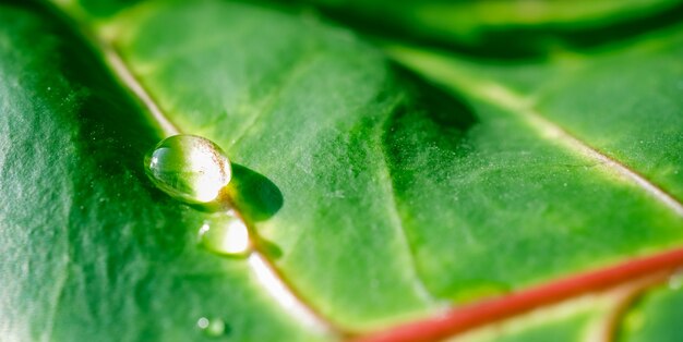 Macro foglia della pianta del croton del fondo verde astratto con il contesto naturale delle gocce di acqua