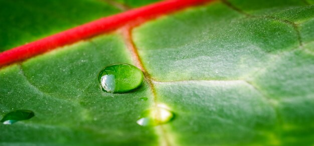 Macro foglia della pianta del croton del fondo verde astratto con lo sfondo naturale delle gocce di acqua per il brand