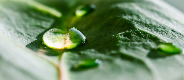 Macro foglia della pianta del croton del fondo verde astratto con lo sfondo naturale delle gocce di acqua per il brand