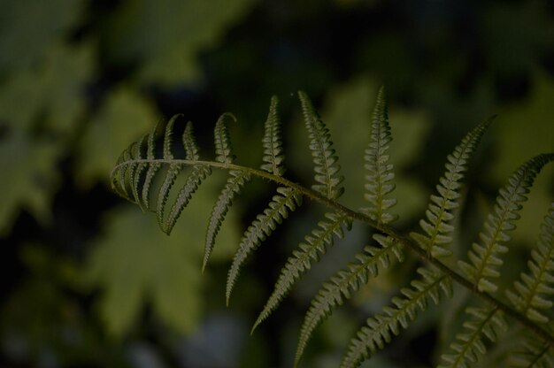 Macro foglia di felce