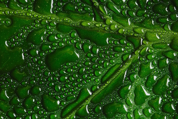 Macro foglia verde con gocce d'acqua con copia-spazio