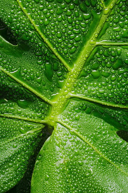 Macro foglia verde con gocce d'acqua con copia-spazio