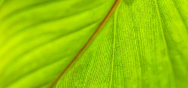 Macro foglia verde. Primo piano luminoso della natura, struttura del fogliame verde. Bellissimo giardino di foglie di botanica naturale