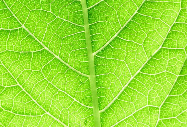 macro foglia verde tramaprimo piano della trama foglia verde