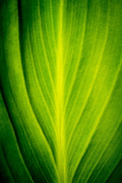 Macro foglia verde