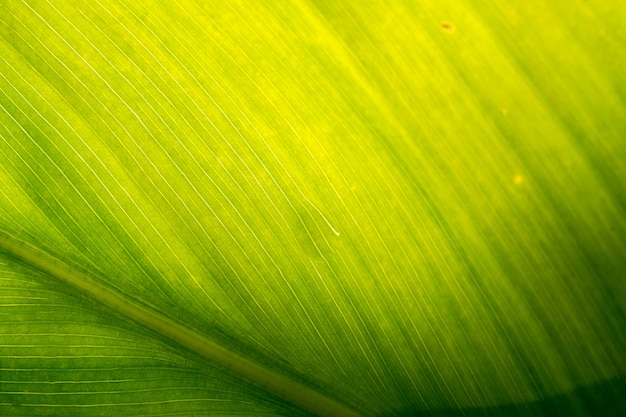 Macro foglia verde