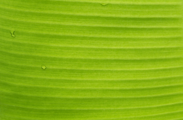 Macro foglia verde