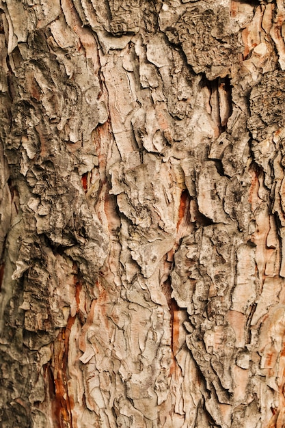 Macro fondo asciutto a macroistruzione di struttura della corteccia di albero