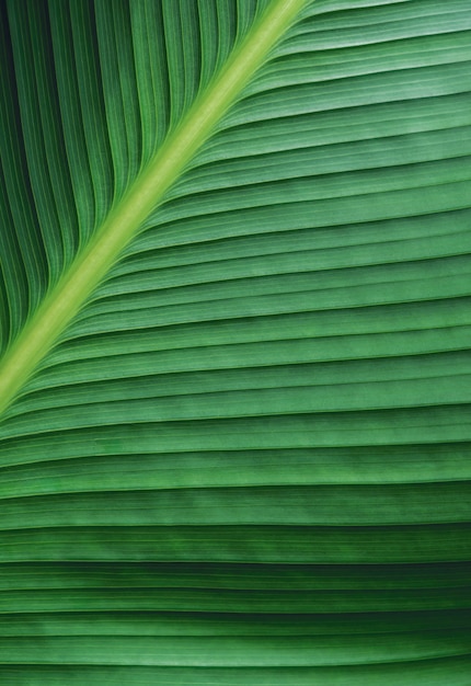 Macro fondo verde di struttura della foglia