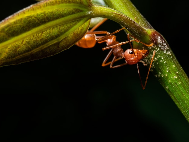 Macro formica rossa