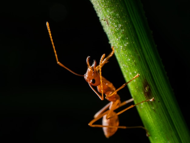 Macro formica rossa