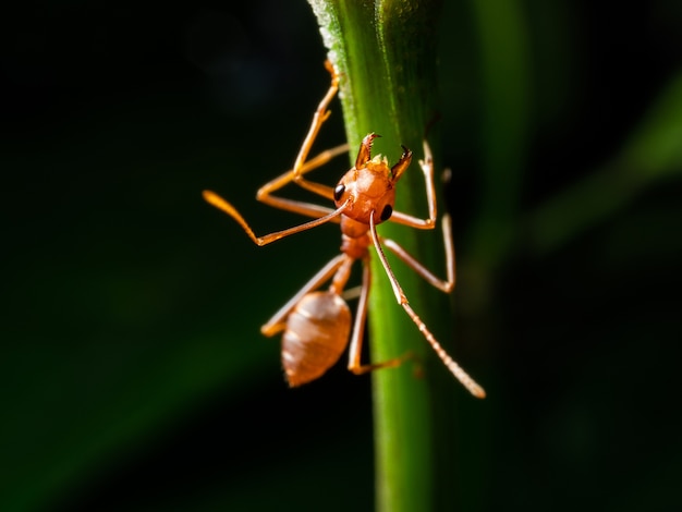 Macro formica rossa