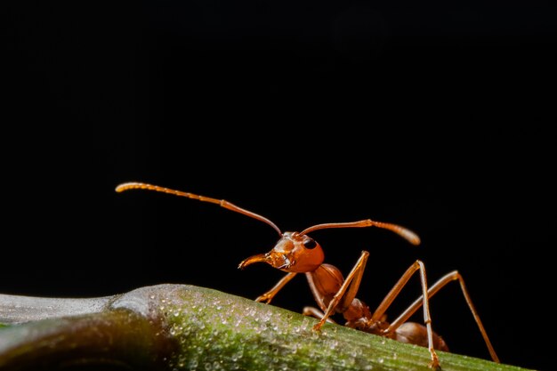 Macro formica rossa