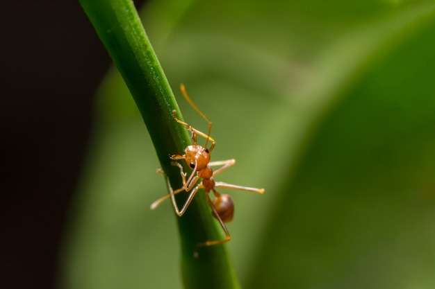 Macro formiche rosse sulle piante