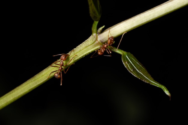 Macro formiche sui rami