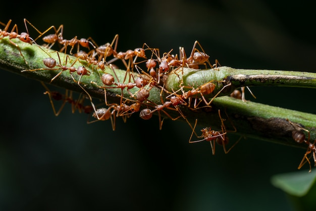 Macro formiche sulle piante