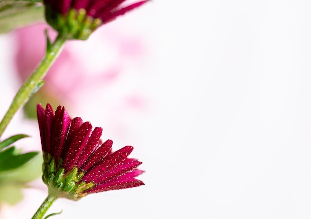 Macro foto dei fiori rosa e magenta e dei petali coperti dalle gocce di acqua.