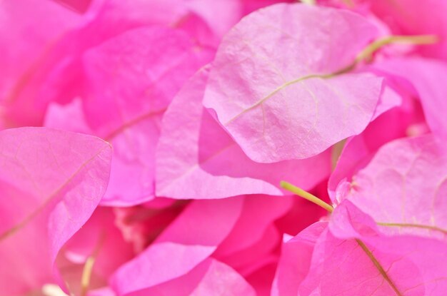 Macro foto dell'immagine di sfondo del fiore di bouganville