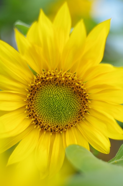 Macro foto di girasoli al mattino