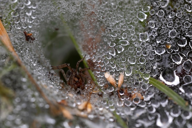 Macro fotografia di un ragno adulto nella sua tela in attesa della sua vittima Ragnatela coperta di gocce di rugiada