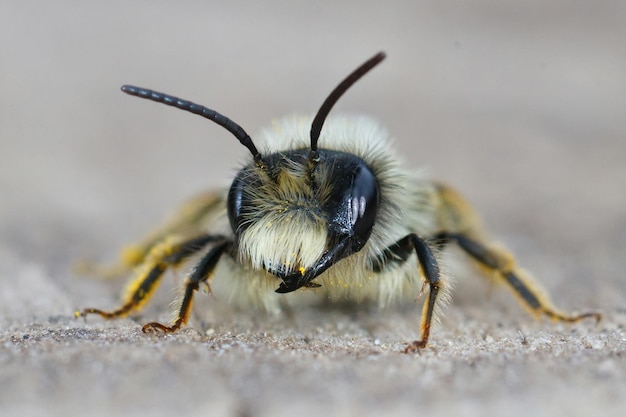 Macro frontale di un'ape mineraria dal dorso grigio maschio Andrena capricci