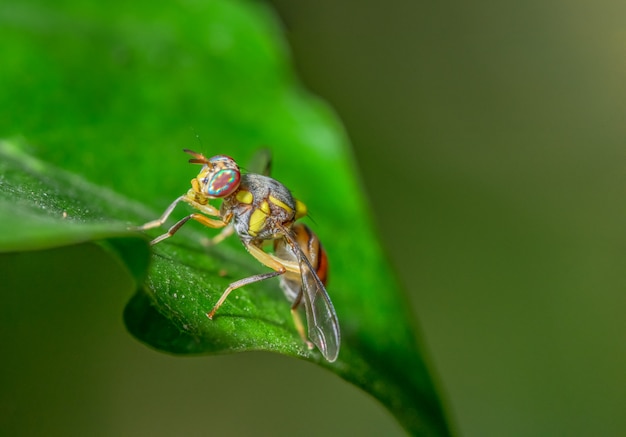 Macro Fruit vola