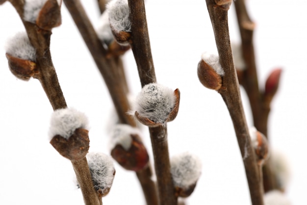 Macro gemma Catkin