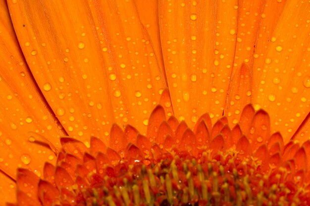 Macro Gerbera arancia